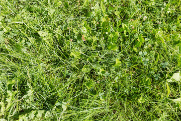 Background of the fragment of lawn covered with different grass