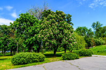 Horse chestnut (Aesculus or Hippocastanum) blossoming at spring