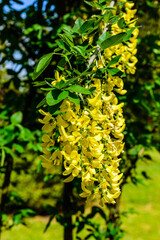 Laburnum plant (Laburnum anagyroides) blooming at spring in a park