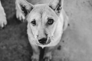 Obraz premium The stray abandoned dog resting on the concrete wall. Street canine looking at the camera. Homeless mongrel pooch waiting for the new owner. Black and White Tones