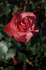 Pink and White Flower of Rose 'Roman' in Full Bloom

