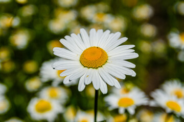 Fototapeta premium Chamomile flowers blooming in a garden at spring