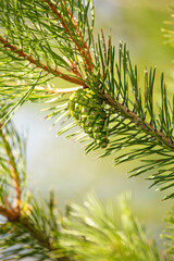 branch christmas tree with pine cone on blurred bright green background, protection from covid, vertical format