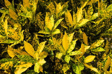 Green leaves of garden croton plants © Leonid