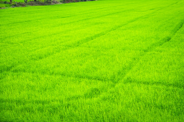 Obraz na płótnie Canvas Beautiful view of agriculture green rice field landscape background, Thailand. Paddy farm plant peaceful. Environment harvest cereal. 