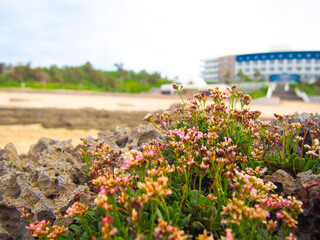 沖縄　久米島の風景　シンリ浜