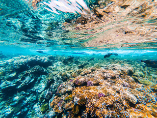 Carall reef of the red sea. Egypt