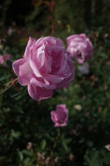 Light Pink Flower of Rose 'Rosa Chinensis Hermosa' in Full Bloom
