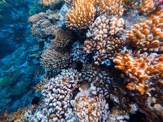 Underwater scene with coral reef in the Red Sea