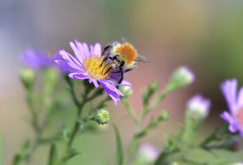 Fototapeta premium bee of pollen gathering the yellow pistils of a pink aster flowers