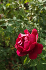 Red Flower of Rose 'Rosa Chinensis Semperflorens' in Full Bloom
