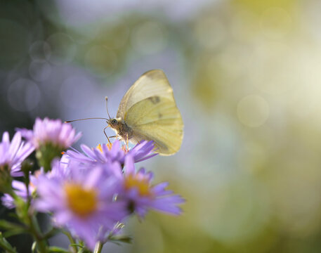 close on pieride butterfly gathering pink aster flowers  on blur background