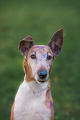 fox terrier in Holi paints