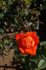 Orange Flower of Rose 'Rose 50Narashino' in Full Bloom
