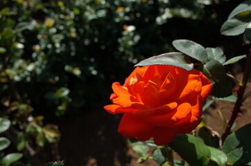Orange Flower of Rose 'Rose 50Narashino' in Full Bloom
