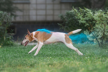 fox terrier in Holi paints