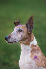 Naklejka na ściany i meble fox terrier in Holi paints