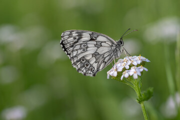 Schachbrettfalter
