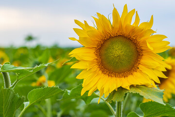 A lonely bright yellow sunflower stands against a background of a green field and a blue summer sky