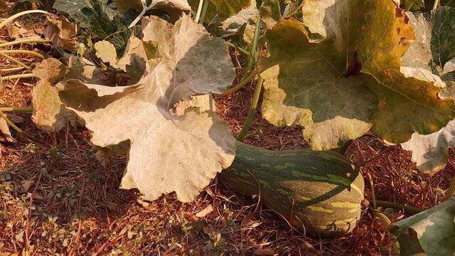 Angri, Italy. Top view of a organic green pumpkin with leaves on the ground in the vegetable garden  and other pumpkin plants on a warm September afternoon. Agriculture.