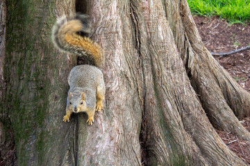 squirrel on tree