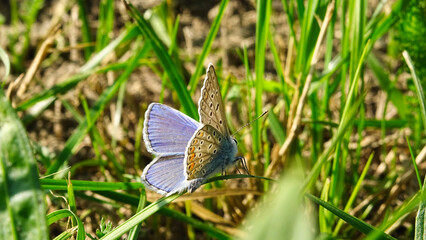 butterfly on grass