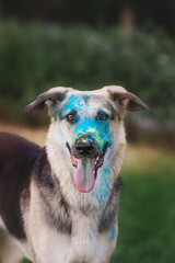 shepherd dog in Holi paints