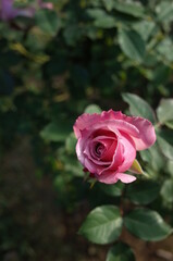 Light Purple Flower of Rose 'Rose Ichikawa' in Full Bloom
