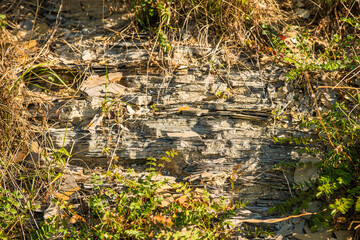 Shifts of the Black Jurassic in South Germnay