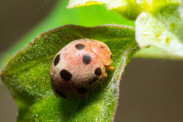 ladybird on a leaf
