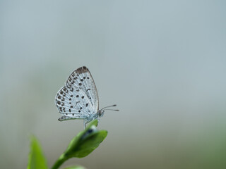 白いちょうちょ