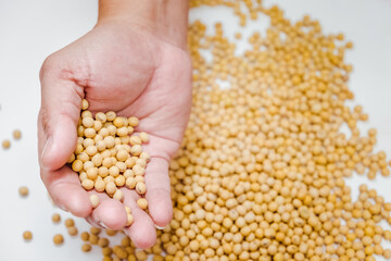 Farmer harvesting soy bean on basket in cultivated field.