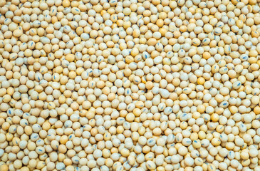 Soy bean background. Top view