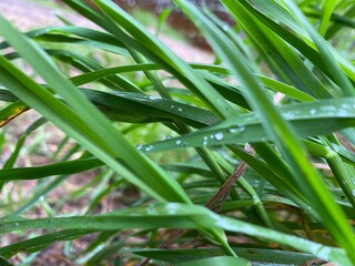 dew on grass