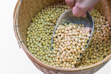 Farmer harvesting soy bean on basket in cultivated field.