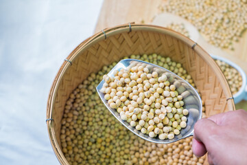 Farmer harvesting soy bean on basket in cultivated field.