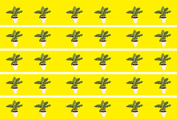 A lot of Dwarf cavendish banana plants isolated on yellow background