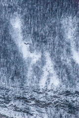 Aerial view of trees covered by snow in a forest, on the side of Mt.Cucco mountain (Umbria), creating a kind of abstract texture