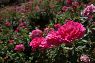 Pink Flower of Rose 'Roseurara' in Full Bloom
