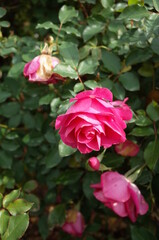 Pink Flower of Rose 'Roseurara' in Full Bloom
