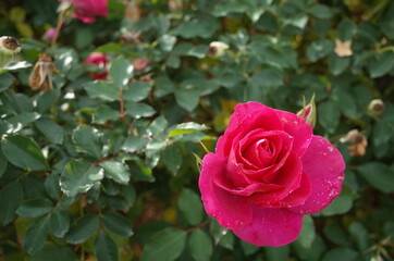 Pink Flower of Rose 'Roseurara' in Full Bloom
