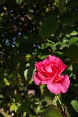 Pink Flower of Rose 'Roseurara' in Full Bloom
