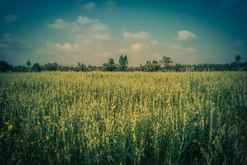 The beautiful landscape yellow flower field, known as sun hemp, Crotalaria juncea, Nakhon Nayok, Thailand.