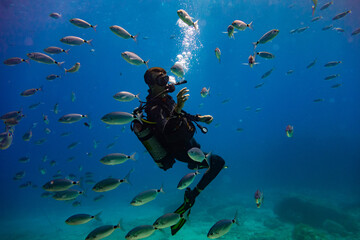 Fototapeta na wymiar Scuba diver surrounded by fishes