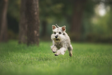 Miniature Schnauzer dog in park