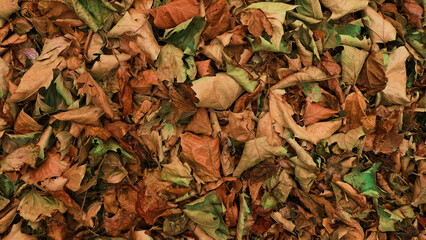 autumn leaves on ground background texture or wallpaper