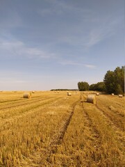field of wheat
