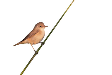 Isolated bird. White background. Eurasian Reed Warbler. 