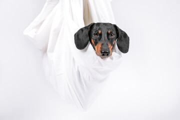 Obedient dachshund dog was wrapped in sheet and hung up, its head sticking out, white background,...