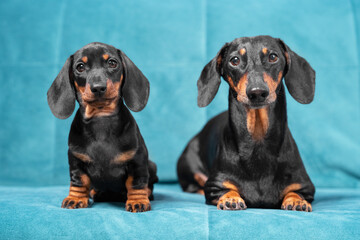 Two generations of dachshund dogs sit on blue sofa and look carefully ahead, front view. Obedient father and son or mother and daughter pose together for touching keepsake photo.